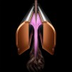 DYSON HT01 Airstrait plaukų formavimo prietaisas, ceramic pink / rose gold